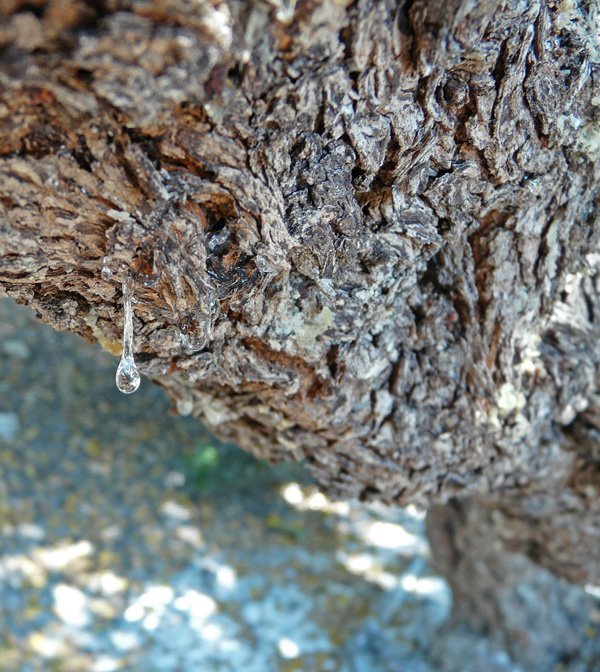 mastic gum benefits on the tree