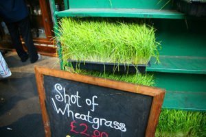 wheatgrass growing shots