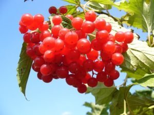 cranberry tree healthy