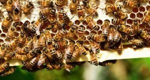 royal jelly health benefits bees