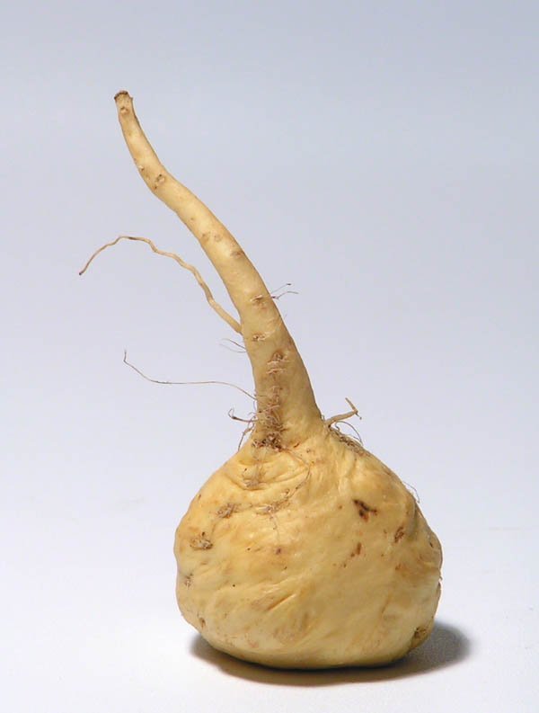 maca root